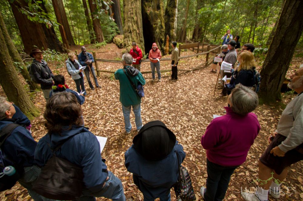 Portola Redwoods (California)